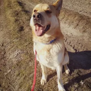 Kobu