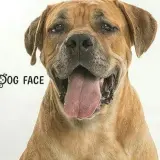 Adopta a Lupo
