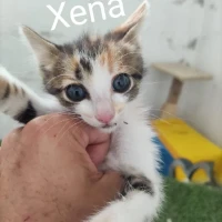 Adopta a Xena