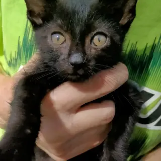 Gatito