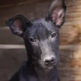 Adopta a Sapito-Renacuajo