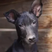 Adopta a Sapito-Renacuajo