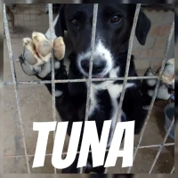 Adopta a Tuna