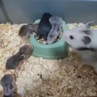 Adopta a Camada De Hámsters Sirios