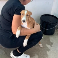 Adopta a Bambi, Cachorra De 4 Meses, Tlf 645978718