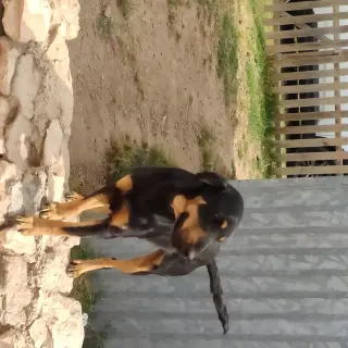 Rolo