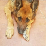 Adopta a Kaiser