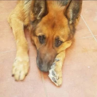 Adopta a Kaiser