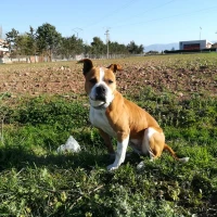 Adopta a Kira