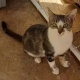 Adopta a Manchi