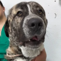 Adopta a Faraón