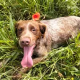 Adopta a Black