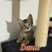 Adopta a Dante