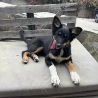 Adopta a Berta Corcoll