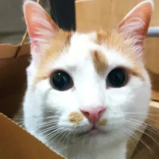 Alfie