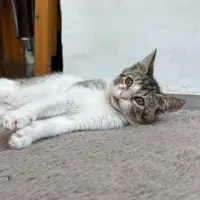 Adopta a Raygun