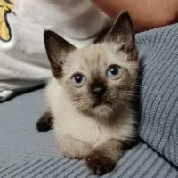 Adopta a Son