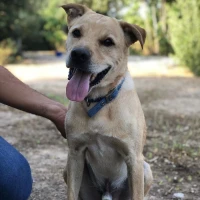 Adopta a Canelo