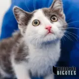 Adopta a Anakin