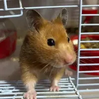 Adopta a Hamsters Sirios