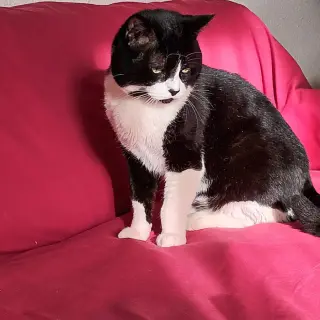 Paco