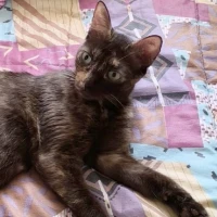 Adopta a Soleil