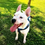 Adopta a Zoe