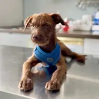 Adopta a Carmelito