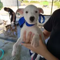 Adopta a Hermes, Tamaño Peque, 645978718