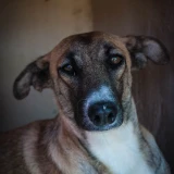 Adopta a Candela