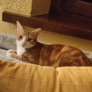 Mia