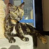 Adopta a Ladybug