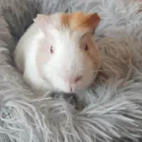 Adopta a Cefeo