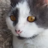 Adopta a Manchitas