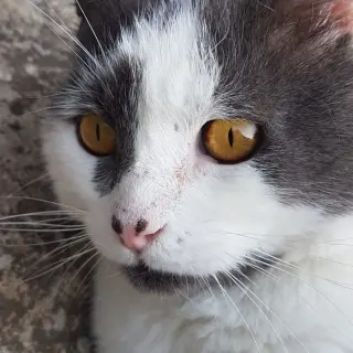 Manchitas