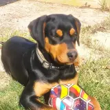 Adopta a Luca