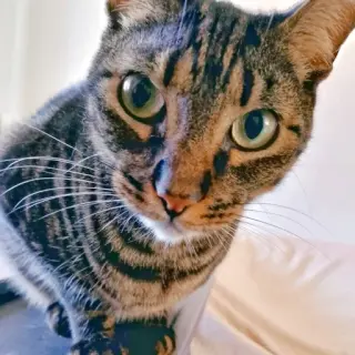 Piccola