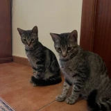 Adopta a Milo Y Casper