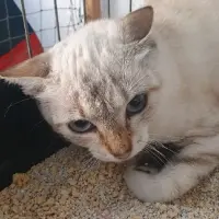 Adopta a Viola