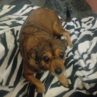 Adopta a Pepita