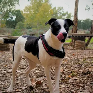 Oreo