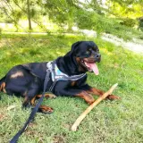 Adopta a Rottweiler
