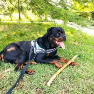 Rottweiler