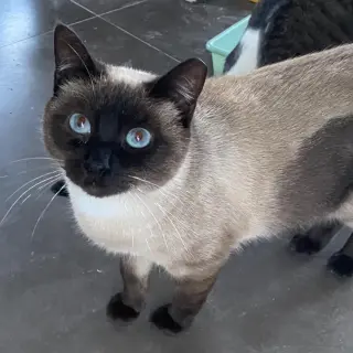 Mimi