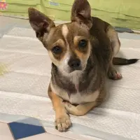 Adopta a Kai