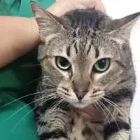 Adopta a Margarita