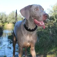 Adopta a Tico