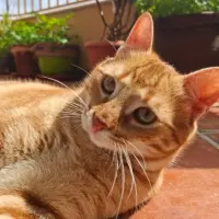 Adopta a Maju