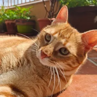 Maju