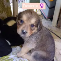 Adopta a Cachorros Cruce Labrador